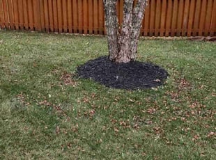 Sajjad I.'s Bush Trimming service result