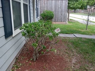 Danielle T.'s Bush Trimming service result