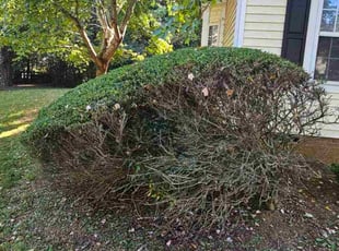 Zizur I.'s Bush Trimming service result