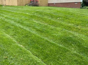 Montu P.'s turf maintenance service result