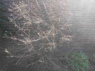 Neil B.'s Bush Trimming service result