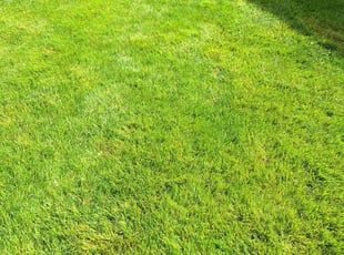 Dina B.'s lawn service service result