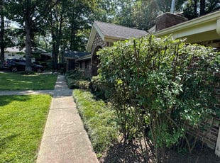Ashley H.'s Bush Trimming service result