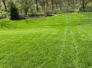 Hamilton C.'s yard care service result