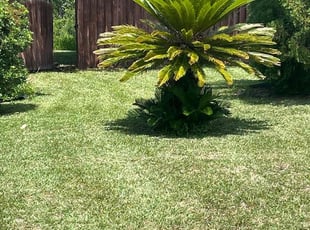 Daniel L.'s turf maintenance service result