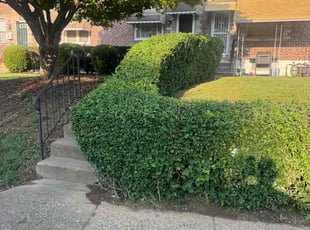 Kahdece H.'s Bush Trimming service result