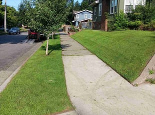 Alberico T.'s lawn service service result