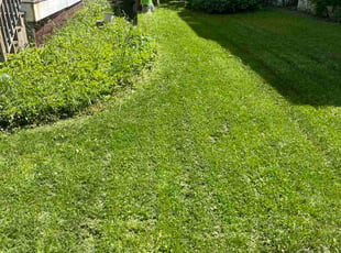 Diane C.'s Long Grass Cleanup service result
