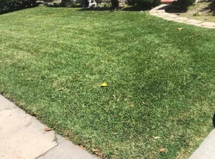 Lane L.'s lawn service service result