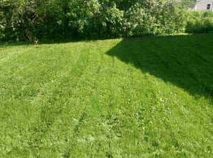 Shalon P.'s lawn service service result