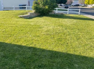 Kim L.'s turf care service result