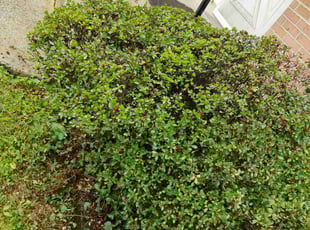 Allen D.'s Bush Trimming service result