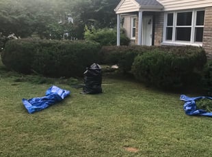 Angela R.'s Bush Trimming service result