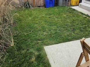 Charlotte L.'s turf maintenance service result