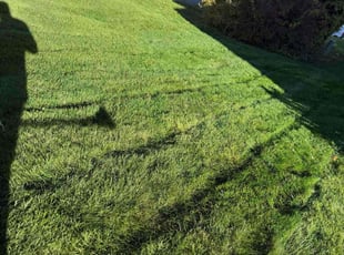 Anita L.'s grass cutting service result