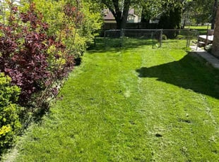 Patrick B.'s turf care service result