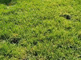 Monica P.'s lawn maintenance service result
