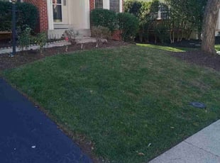 Roman G.'s Leaf Removal service result