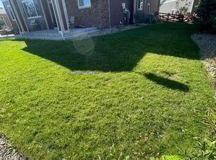Laurel B.'s turf care service result