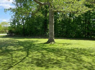 Eileen M.'s grass cutting service result