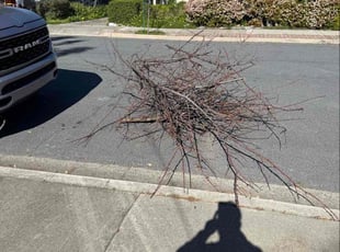 Vishall K.'s Tree Trimming service result