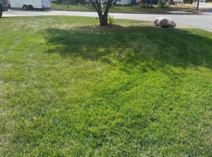 Ariel H.'s grass cutting service result