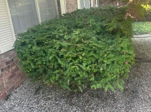 David K.'s Bush Trimming service result