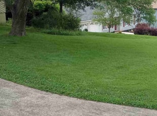 Kim F.'s turf care service result