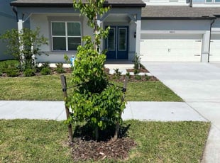 Jenny L.'s lawn service service result