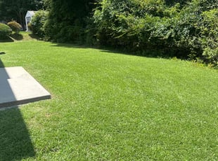 Jackson D.'s lawn service service result