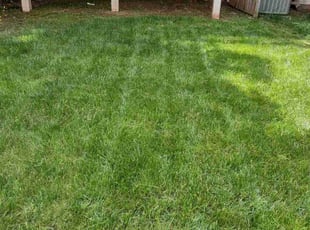 Kris P.'s turf care service result