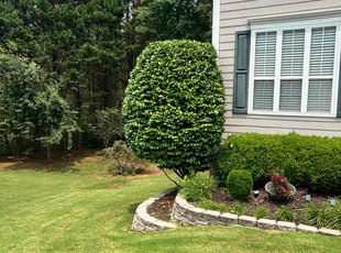 Dawn C.'s Bush Trimming service result