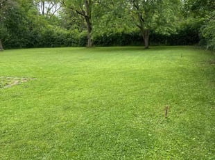 Sheila A.'s turf care service result