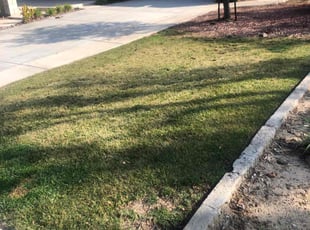 Tisha R.'s grass maintenance service result