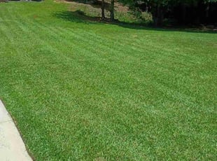 Lucas A.'s grass cutting service result