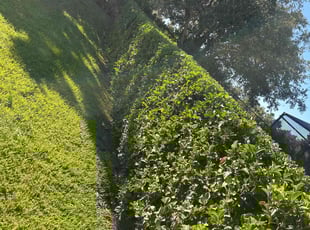 Moya R.'s Bush Trimming service result
