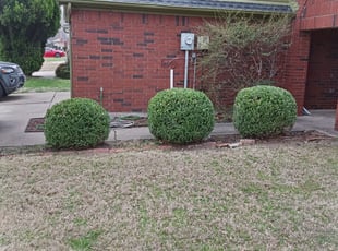 Michele A.'s Bush Trimming service result