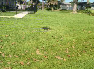 Nitika S.'s grass maintenance service result