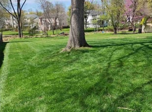Alfred C.'s turf maintenance service result
