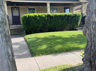 Vivienne S.'s turf maintenance service result