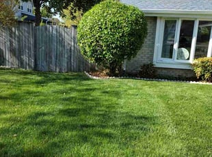 Emann D.'s Bush Trimming service result