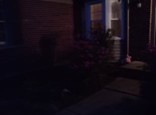 Patricia P.'s Bush Trimming service result