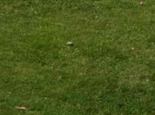 Sabrina D.'s lawn care services service result
