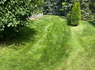 David C.'s turf care service result