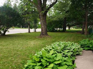 Thomas K.'s lawn care services service result