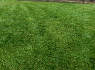Cassandra H.'s turf care service result
