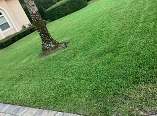 Cathy L.'s turf care service result