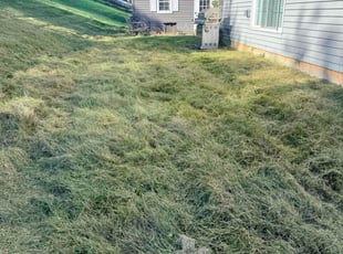 Jennifer N.'s grass maintenance service result