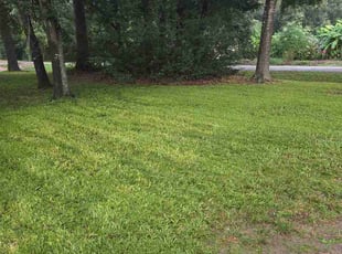 Alese C.'s grass maintenance service result