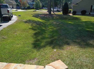 Jayne A.'s grass maintenance service result